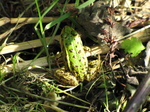 SX24012 Frog in Biesbosch.jpg